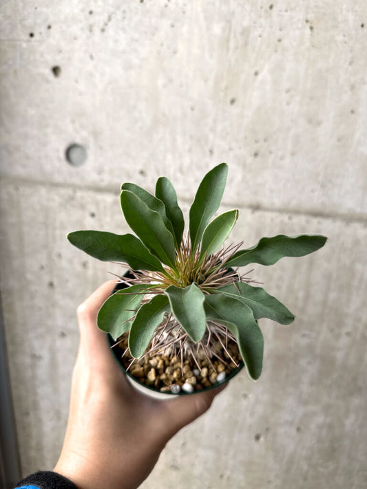 【現品限り】パキポディウム・ナマクアナム 光堂 実生 大株【AH81】 Pachypodium namaquanum