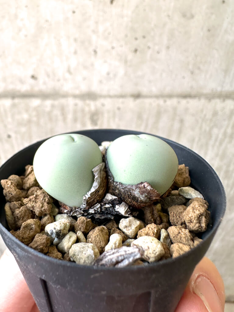【現品限り】コノフィツム・カルキュラス【AI13】 Conophytum calculus