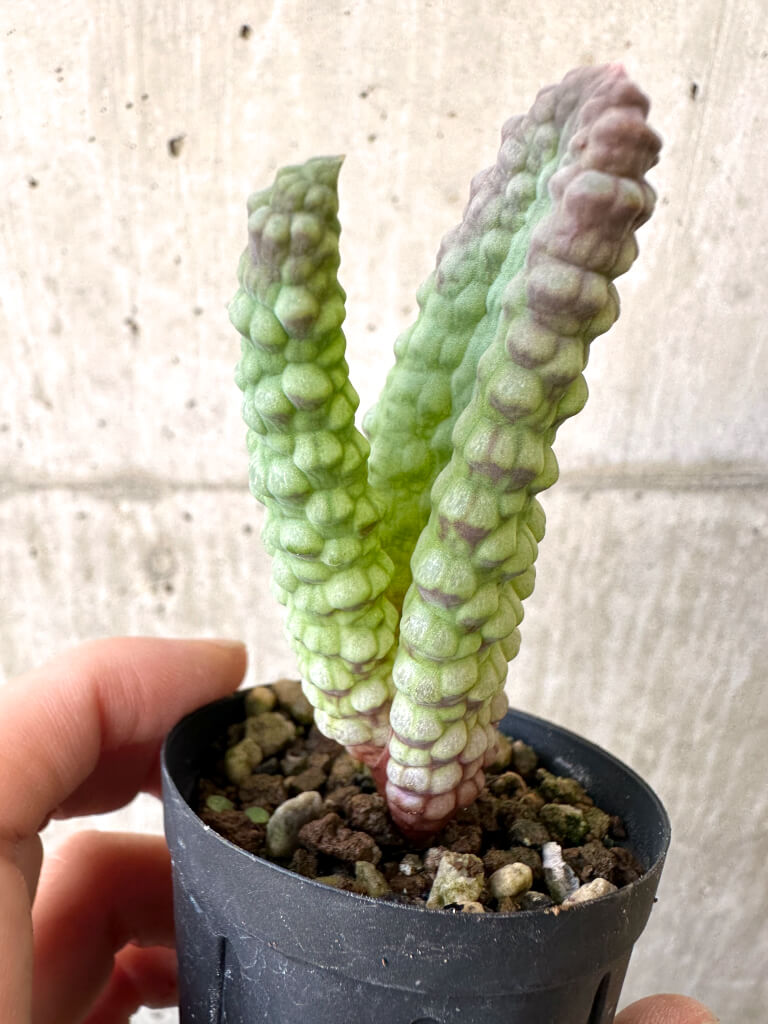 【現品限り】ブルビネ・ブルインシー 選抜【AI21】 Bulbine bruynsii