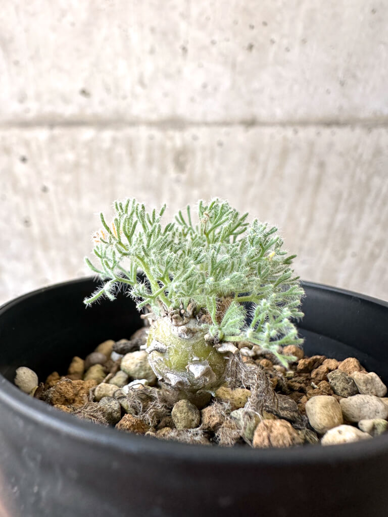 【現品限り】モンソニア・ぺニクリナム【AI26】 Monsonia peniculinum