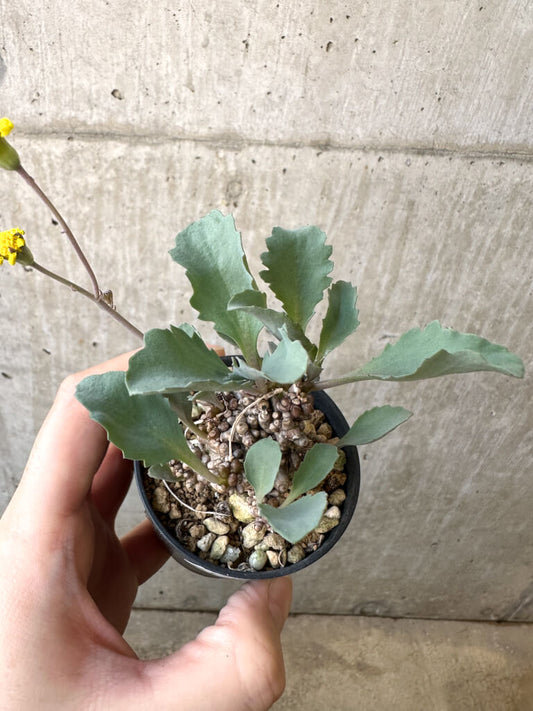 【現品限り】オトンナ・ヘレー 蛮鬼塔【AI36】 Othonna herrei