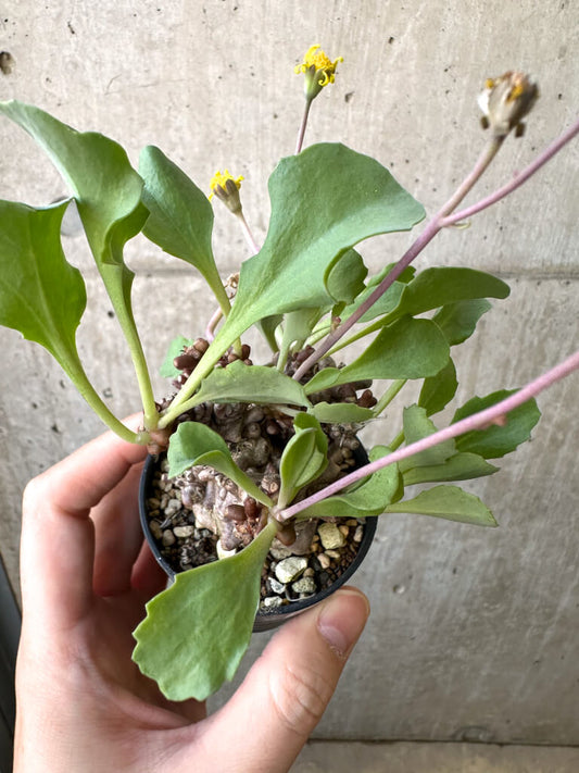 【現品限り】オトンナ・ヘレー 蛮鬼塔【AI40】 Othonna herrei