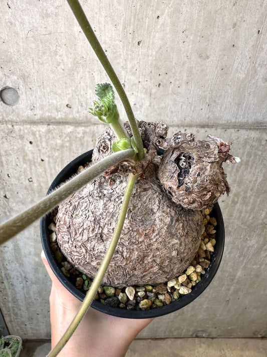 【現品限り】ペラルゴニウム・トリステ 発根済み 現地株【AI41】 Pelargonium triste