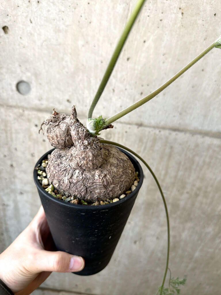 【現品限り】ペラルゴニウム・トリステ 発根済み 現地株【AI41】 Pelargonium triste