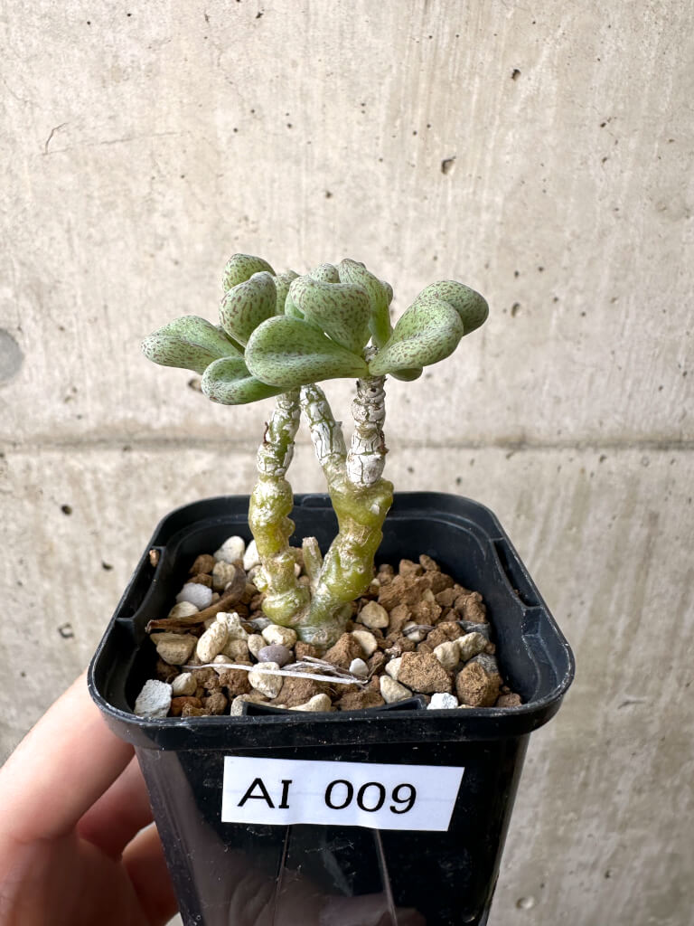 現品限り】チレコドン・sp ノヴァ【AI9】 Tylecodon sp nova 塊根植物