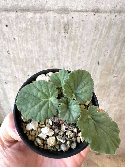 【現品限り】ペラルゴニウム・オブロンガツム【AJ11】 Pelargonium oblongatum