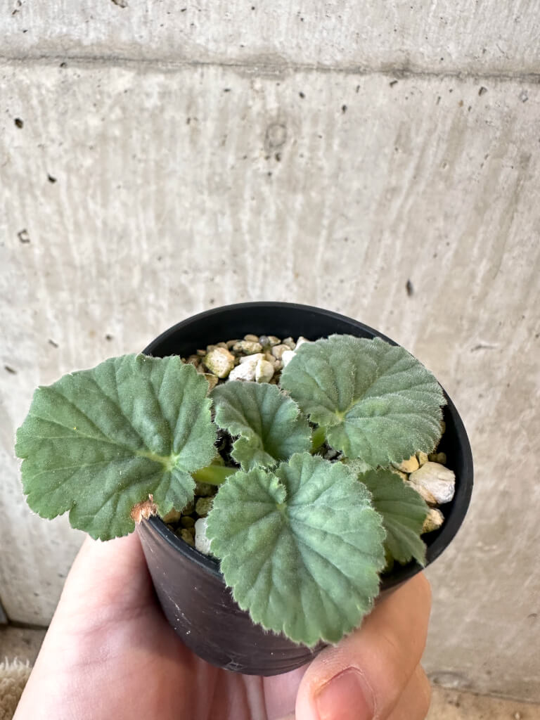 【現品限り】ペラルゴニウム・オブロンガツム【AJ11】 Pelargonium oblongatum
