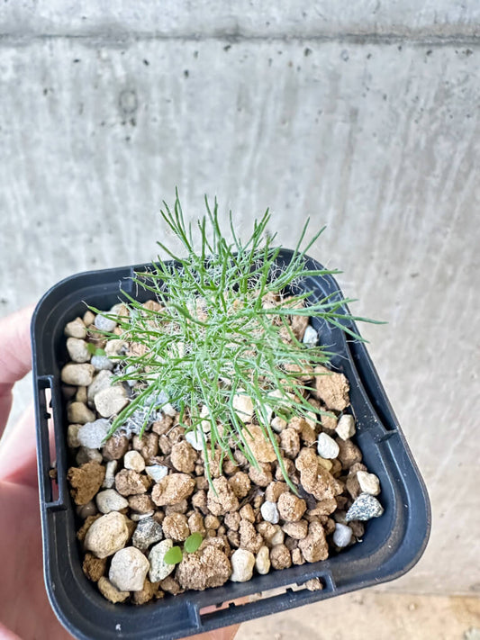 【現品限り】エリオスペルマム・パラドクサム 霧氷玉【AJ13】 Eriospermum paradoxum