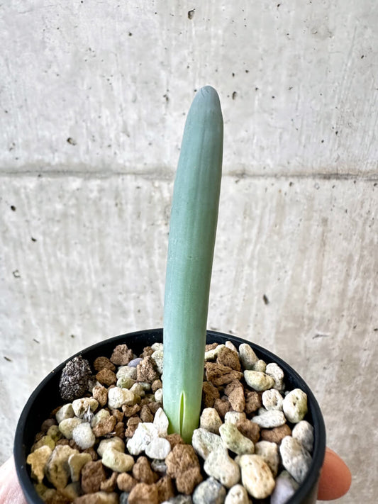 【現品限り】オーニソガラム・ユニフォリアツム【AJ15】 Ornithogalum unifoliatum