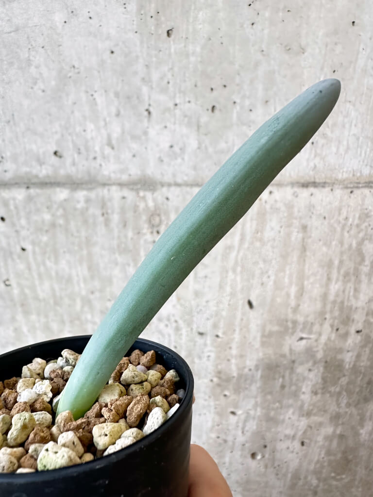 【現品限り】オーニソガラム・ユニフォリアツム【AJ15】 Ornithogalum unifoliatum