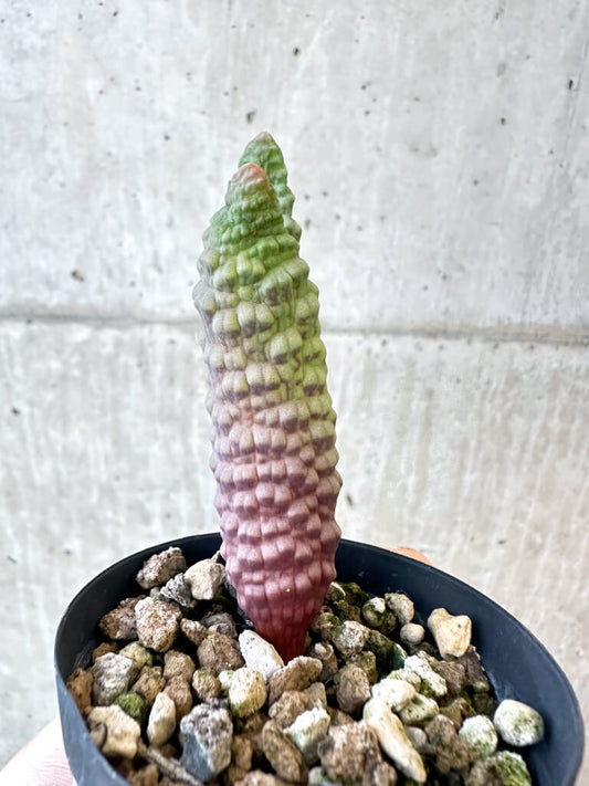 【現品限り】ブルビネ・ブルインシー【AJ16】 Bulbine bruynsii