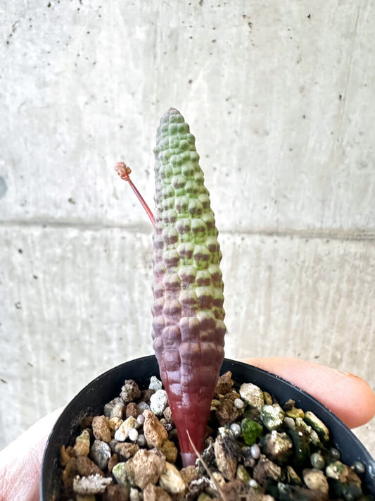 【現品限り】ブルビネ・ブルインシー【AJ17】 Bulbine bruynsii