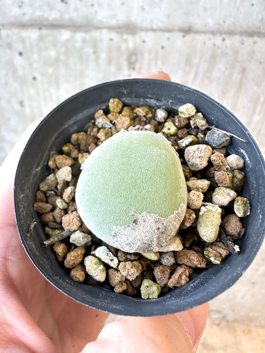 【現品限り】ムイリア・ホルテンセ【AJ18】 Muiria hortenseae