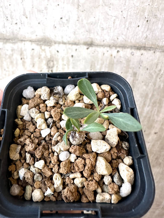 【現品限り】フォークイエリア・コルムナリス 観峰玉【AJ1】 Fouquieria columnaris