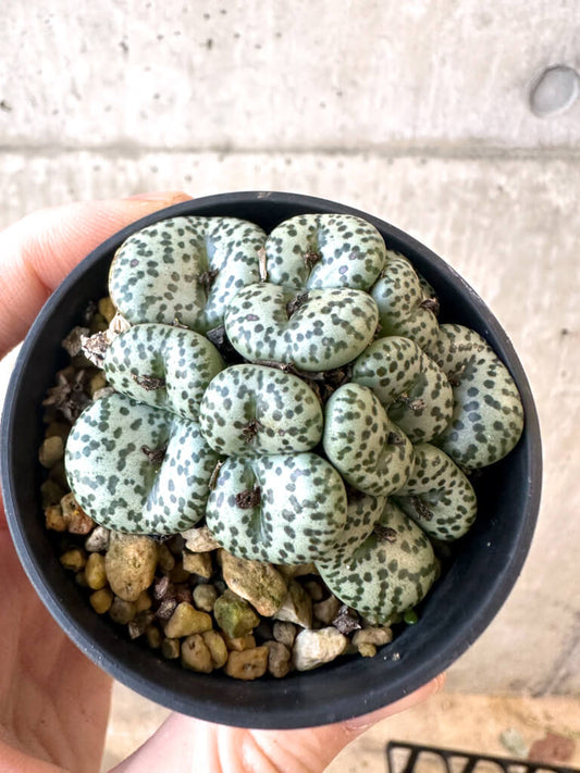 【現品限り】コノフィツム ムンダム 'Vanrhynsdorp【AJ20】 Conophytum obcordellum mundum