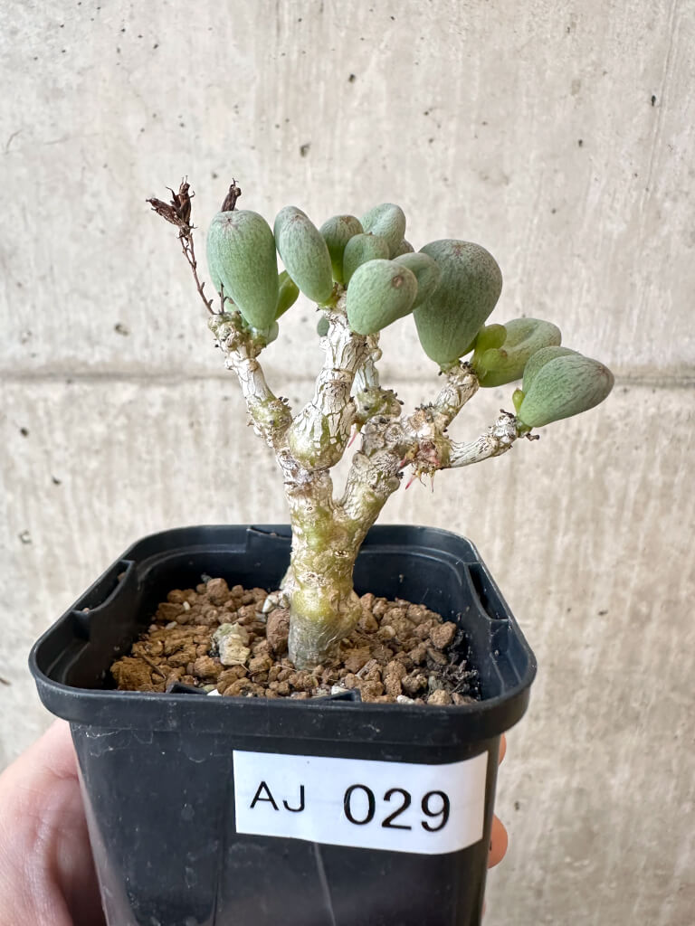 現品限り】チレコドン・sp ノヴァ【AJ29】 Tylecodon sp nova 塊根植物