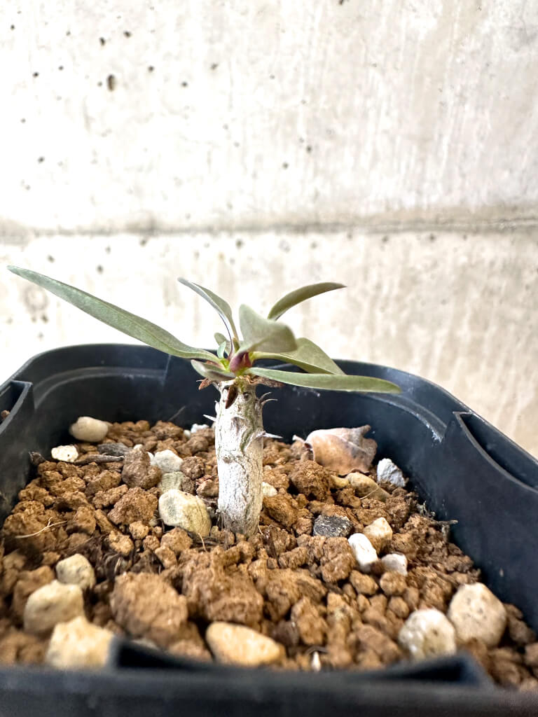 【現品限り】フォークイエリア・コルムナリス 観峰玉【AJ2】 Fouquieria columnaris