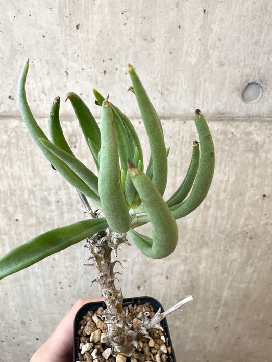 【現品限り】チレコドン・ファウシウム【AJ37】 Tylecodon faucium