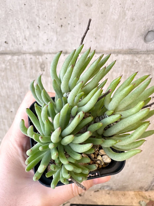 【現品限り】チレコドン・ペアルソニー 実生苗【AJ39】 Tylecodon pearsonii