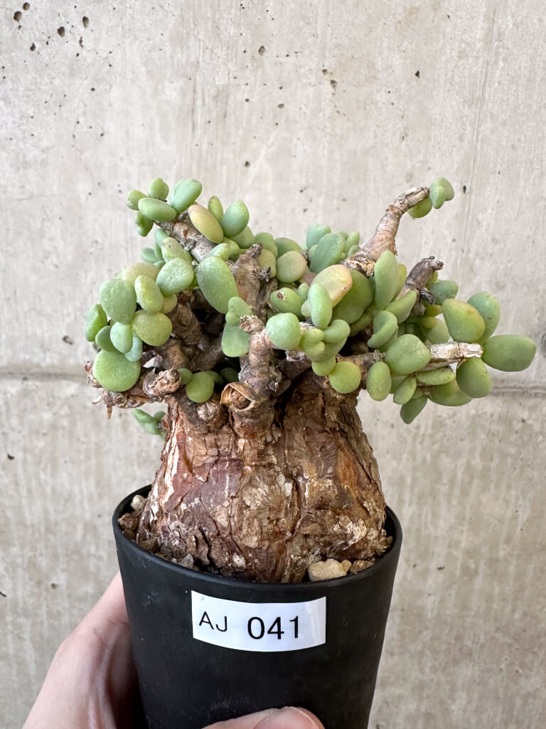 現品限り】ケラリア・ピグマエア 現地株【AJ41】 Ceraria pygmaea 塊根