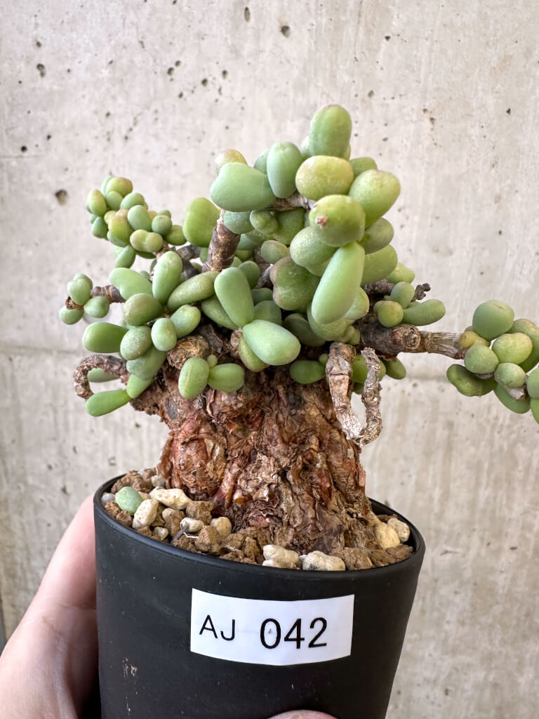現品限り】ケラリア・ピグマエア 現地株【AJ42】 Ceraria pygmaea 塊根