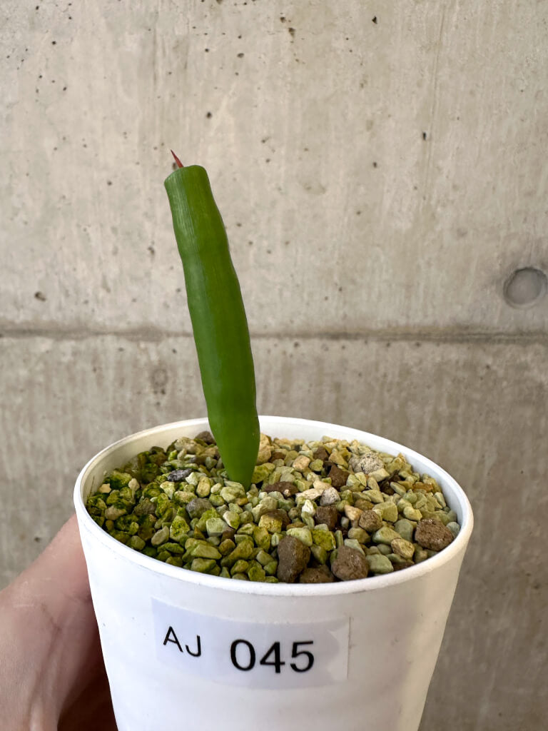植物 現品限り】ミクランサス・ツブロスス【AJ45】 Micranthus tubulosus