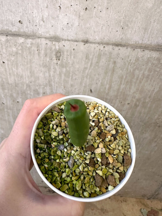 【現品限り】ミクランサス・ツブロスス【AJ45】 Micranthus tubulosus