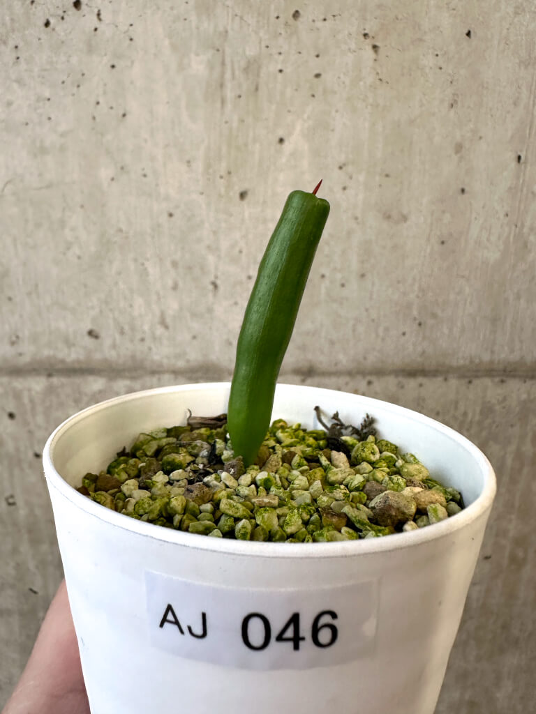現品限り】ミクランサス・ツブロスス【AJ46】 Micranthus tubulosus