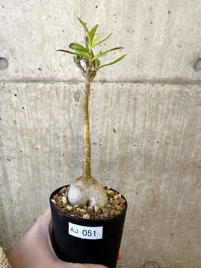 現品限り】パキポディウム・サキュレンタム 実生【AJ51】 Pachypodium