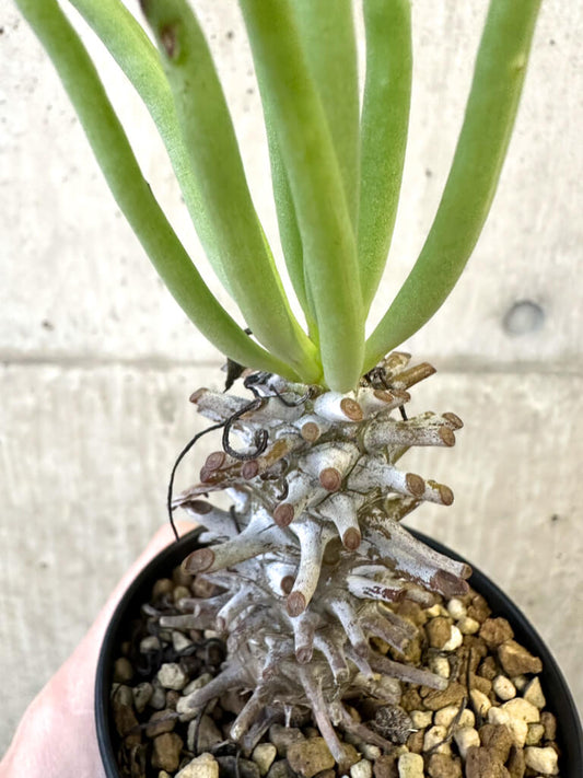 【現品限り】チレコドン・ワリチー Grootdrift【AJ56】 Tylecodon wallichii