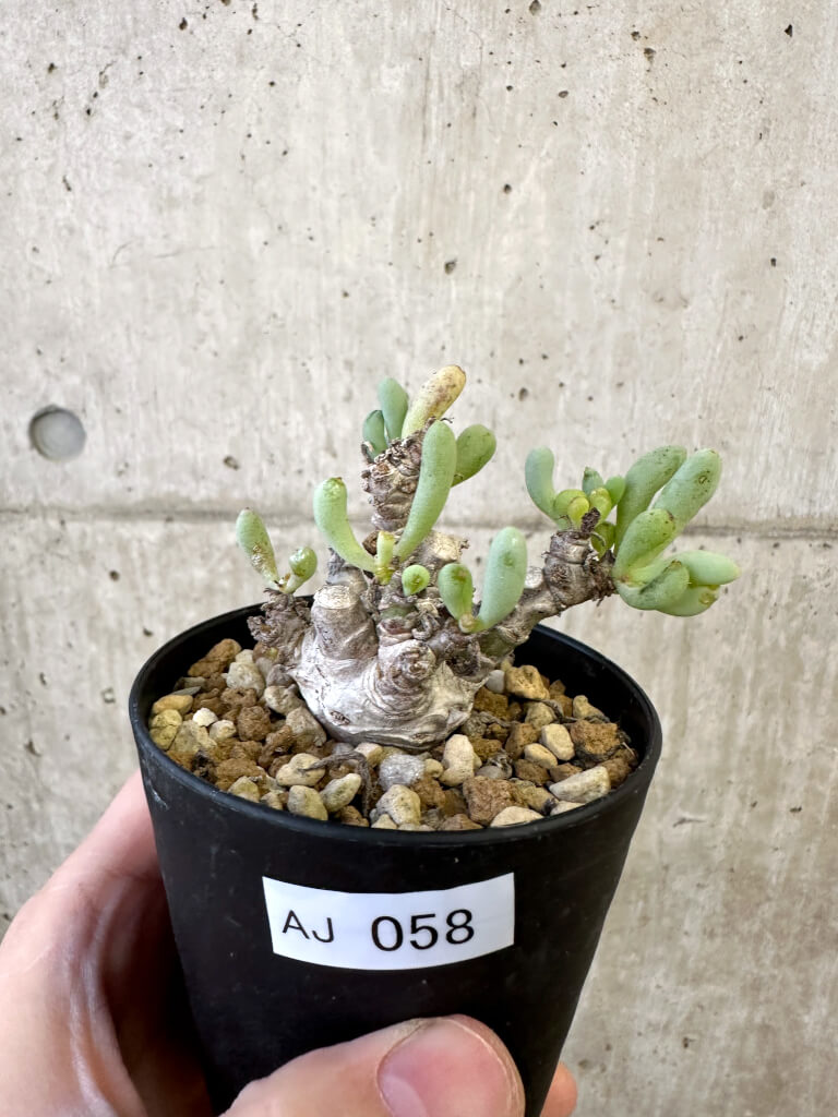 現品限り】オトンナ・クラビフォリア【AJ58】 Othonna clavifolia 塊根