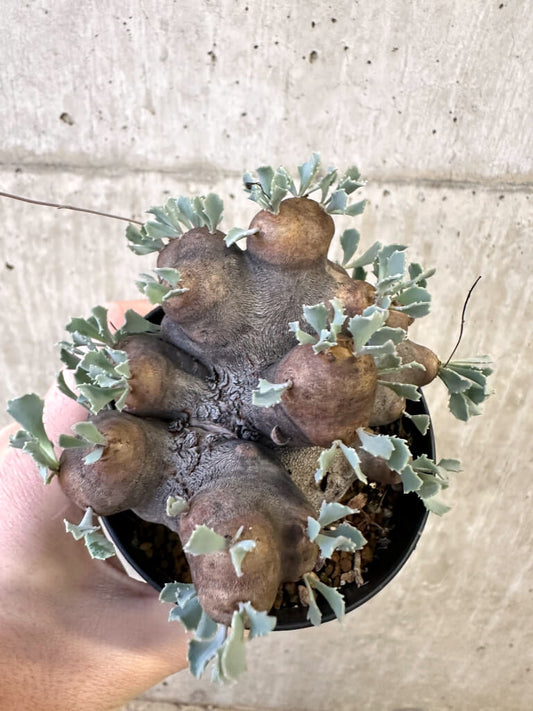 【現品限り】オトンナ・カカリオイデス 大株 現地株 発根済み【AJ60】 Othonna cacalioides