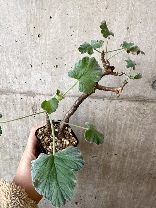 【現品限り】ぺラルゴニウム・エキナツム【AJ6】 Pelargonium echinatum