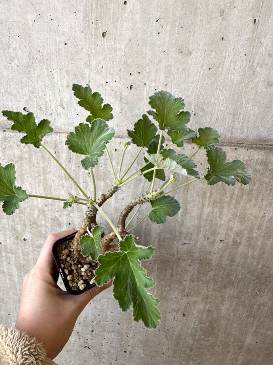 【現品限り】ぺラルゴニウム・エキナツム【AJ7】 Pelargonium echinatum