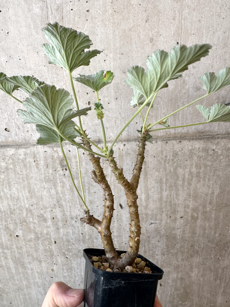 【現品限り】ぺラルゴニウム・エキナツム【AJ7】 Pelargonium echinatum