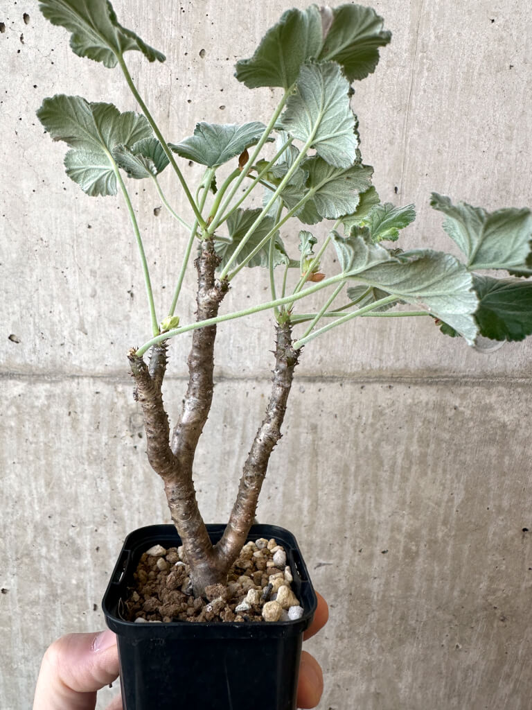 【現品限り】ぺラルゴニウム・エキナツム【AJ9】 Pelargonium echinatum