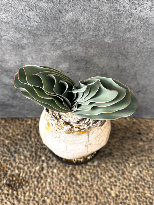 【現品限り】ブーファン・ハエマンソイデス 現地株 発根済み 1年以上管理【AK11】 Boophane haemanthoides