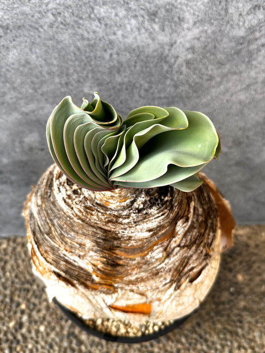 【現品限り】ブーファン・ハエマンソイデス 現地株 発根済み 1年以上管理【AK15】 Boophane haemanthoides