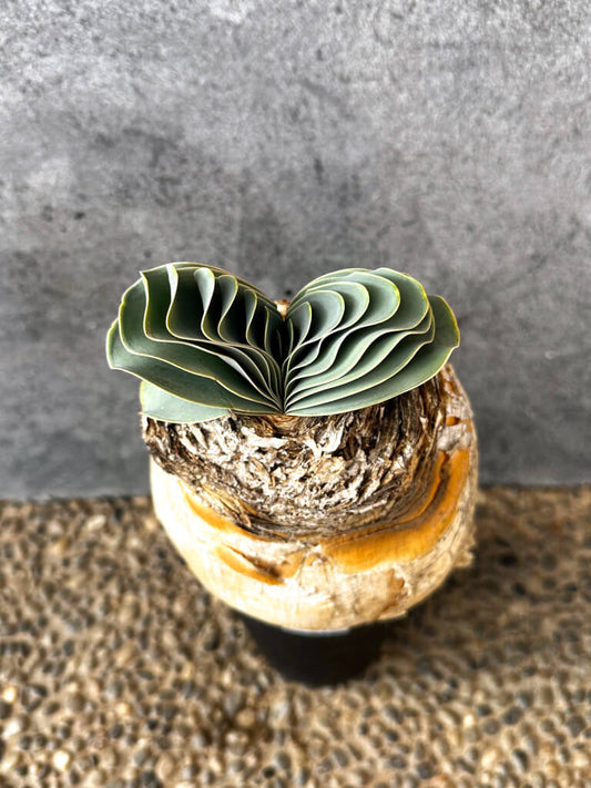 【現品限り】ブーファン・ハエマンソイデス 現地株 発根済み 1年以上管理【AK16】 Boophane haemanthoides