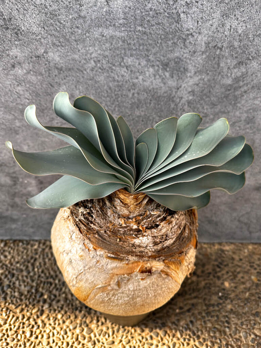 【現品限り】ブーファン・ハエマンソイデス 現地株 発根済み 1年以上管理【AK1】 Boophane haemanthoides