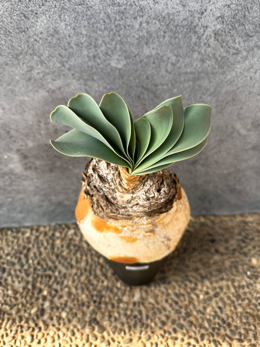 【現品限り】ブーファン・ハエマンソイデス 現地株 発根済み 1年以上管理【AK2】 Boophane haemanthoides