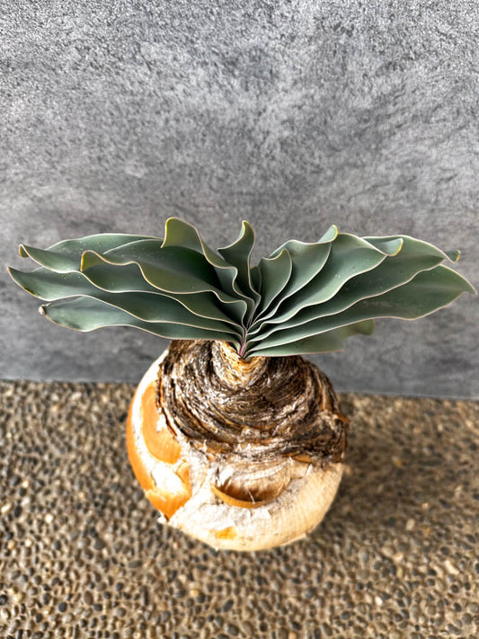 【現品限り】ブーファン・ハエマンソイデス 現地株 発根済み 1年以上管理【AK6】 Boophane haemanthoides