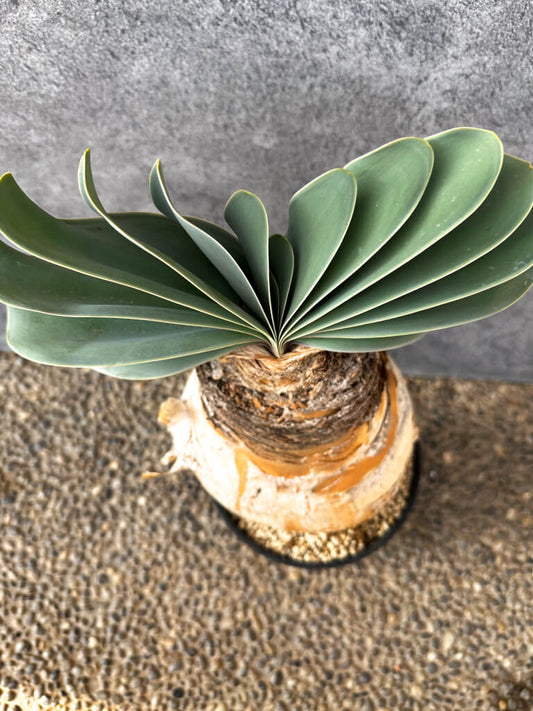 【現品限り】ブーファン・ハエマンソイデス 現地株 発根済み 1年以上管理【AK7】 Boophane haemanthoides