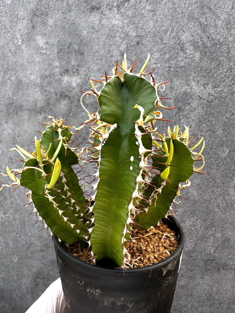 【現品限り】ユーフォルビア・ムランジーナ 実生【A103】 Euphorbia mlanjeana