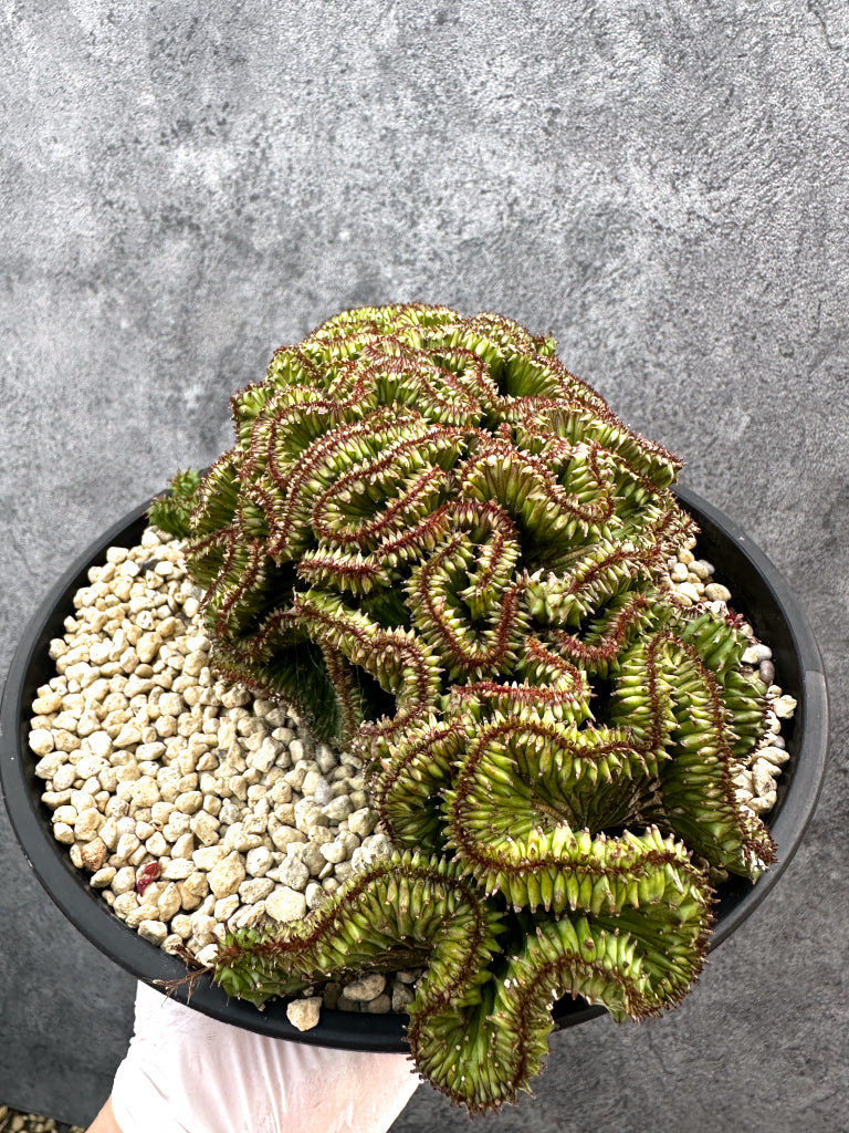 【現品限り】ユーフォルビア・ホリダ 綴化 希少【A105】 Euphorbia horrida crestata
