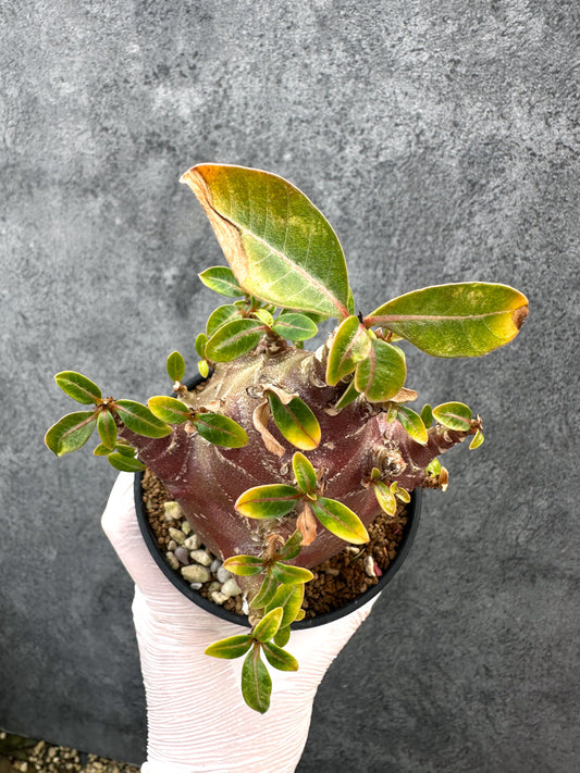【現品限り】アデニウム・アラビカム ブラックスキン 特選【A108】 Adenium arabicum 'Black skin'