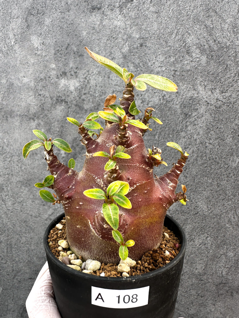 アデニウム・アラビカム ブラックスキン 特選【A108】 Adenium