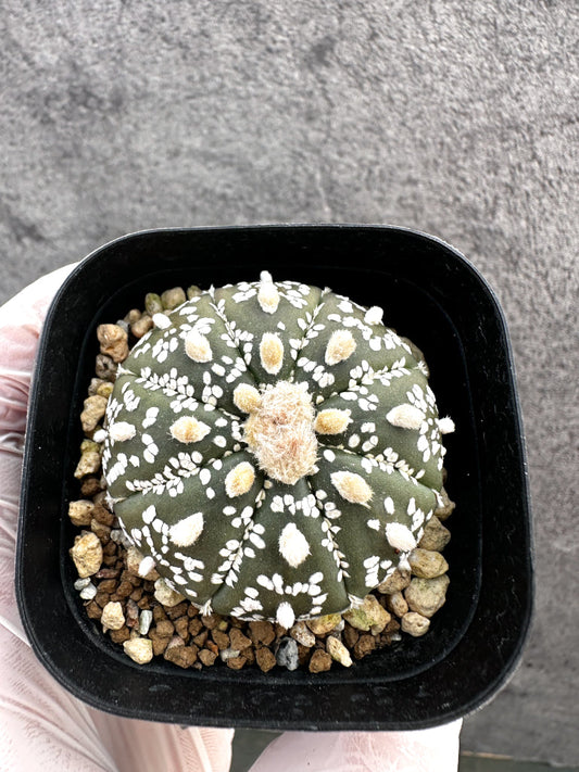 【現品限り】アストロフィツム・スーパー兜 実生【A10】 Astrophytum Super Kabuto