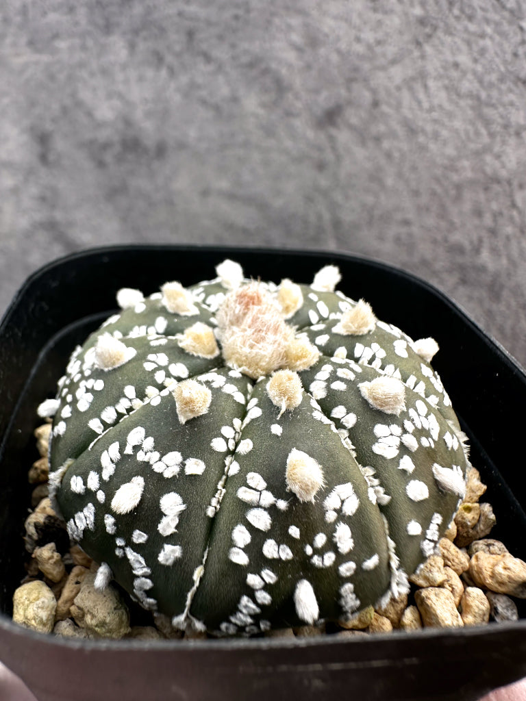 【現品限り】アストロフィツム・スーパー兜 実生【A10】 Astrophytum Super Kabuto