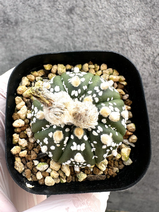 【現品限り】アストロフィツム・スーパー兜 実生【A13】 Astrophytum Super Kabuto